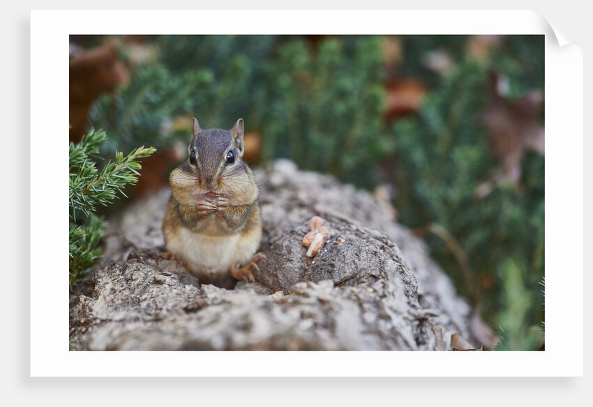 Eastern Chipmunk by Anonymous