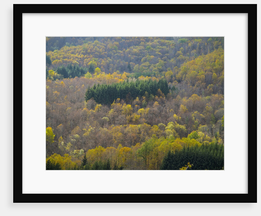 Air view of Parco delle Foreste Casentinesi by Anonymous