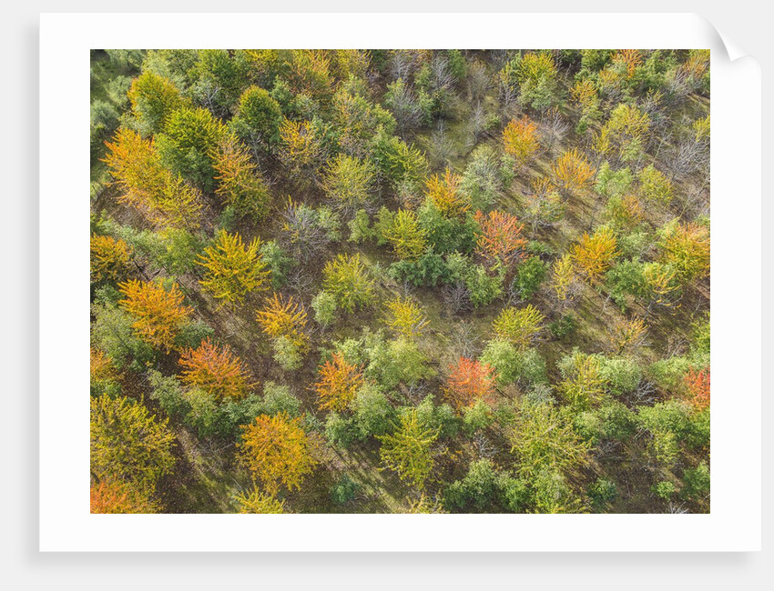 Fruit trees grove near Lucardo by Anonymous