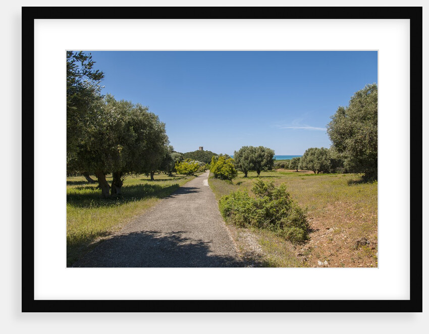 Parco Regionale della Maremma (parco dell'Uccellina) by Anonymous