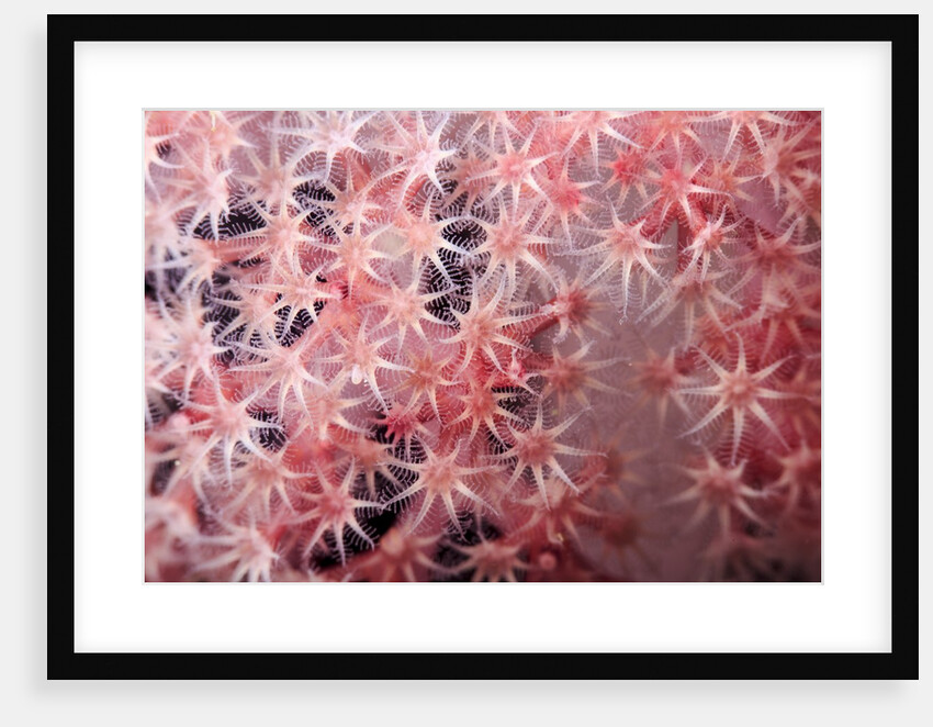 soft coral polyps by Anonymous