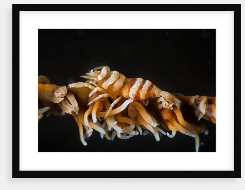 whip coral shrimp by Anonymous