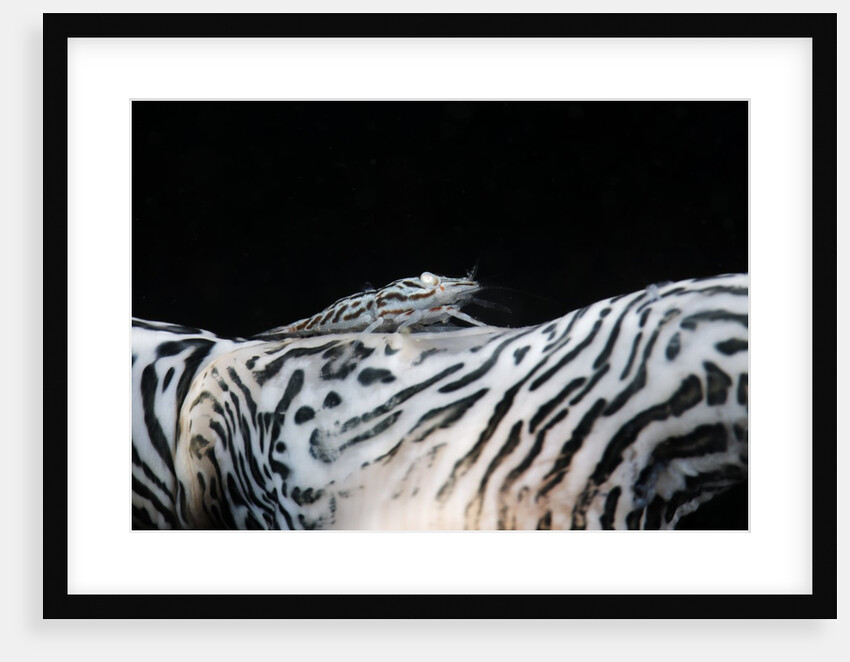 Zebra anemonie shrimp by Anonymous