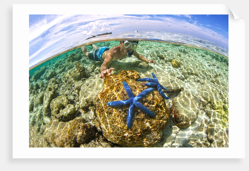 clown fish portrait in anemone by Anonymous