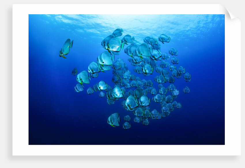 school of batfish by Anonymous