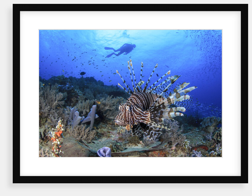 lion fish and scuba diver by Anonymous