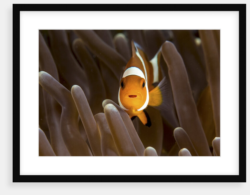 clown fish portrait in anemone by Anonymous