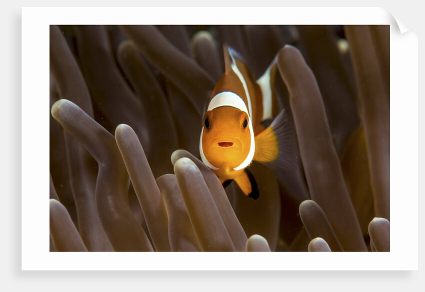 clown fish portrait in anemone by Anonymous