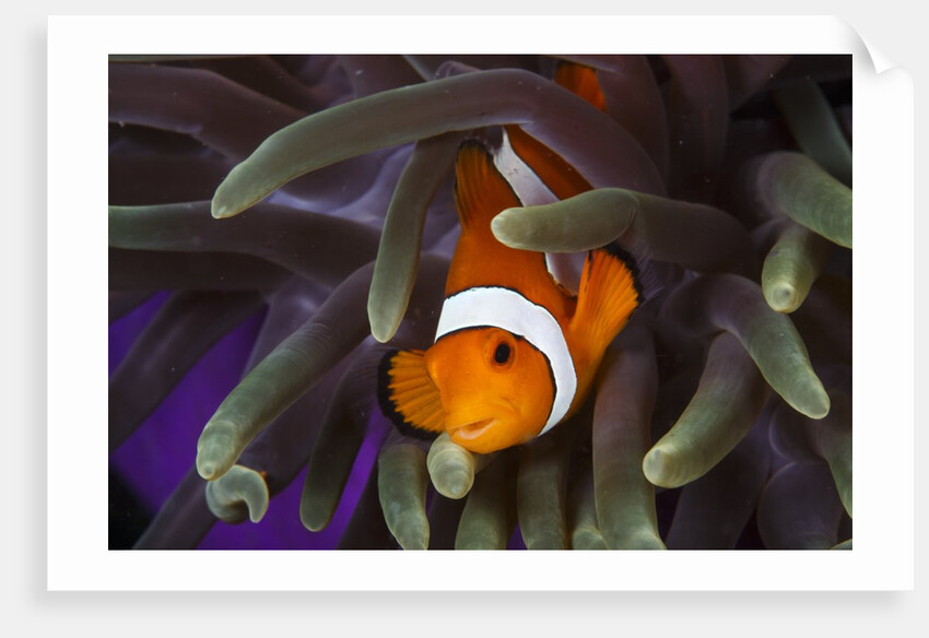clown fish and blue anemonie by Anonymous