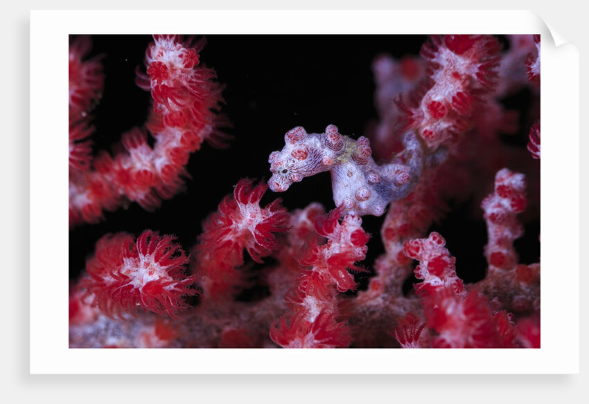 pigmee seahorse by Anonymous