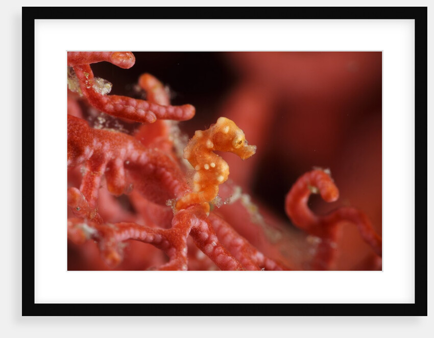 raja ampat pigmee seahorse by Anonymous