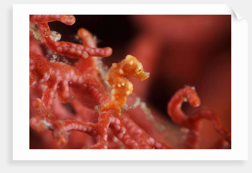 raja ampat pigmee seahorse by Anonymous