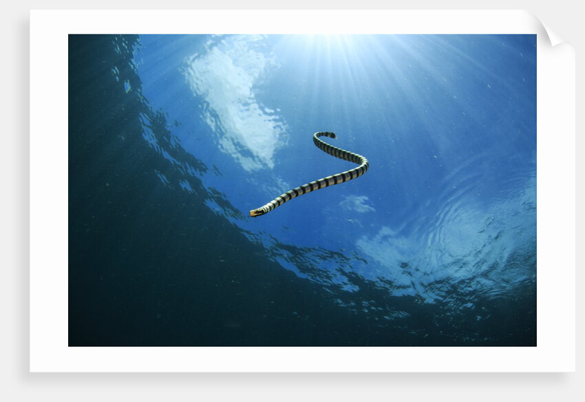 sea snake diving down by Anonymous