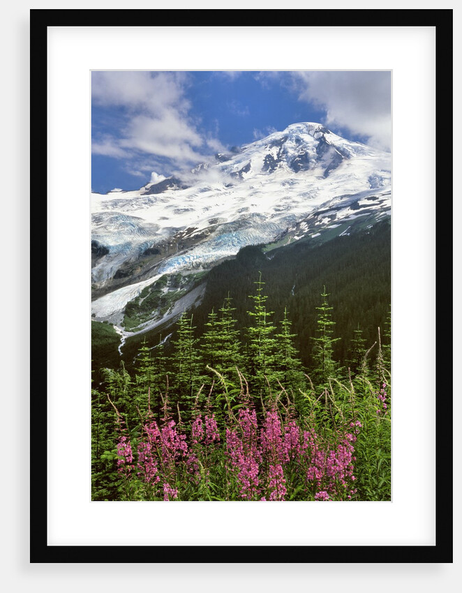Fireweed flowers below Mt. Baker by Anonymous