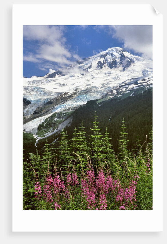 Fireweed flowers below Mt. Baker by Anonymous