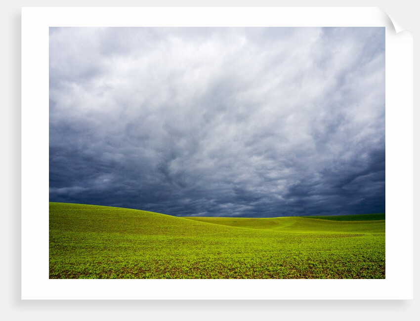 Spring Field of Peas With Storm Coming by Anonymous