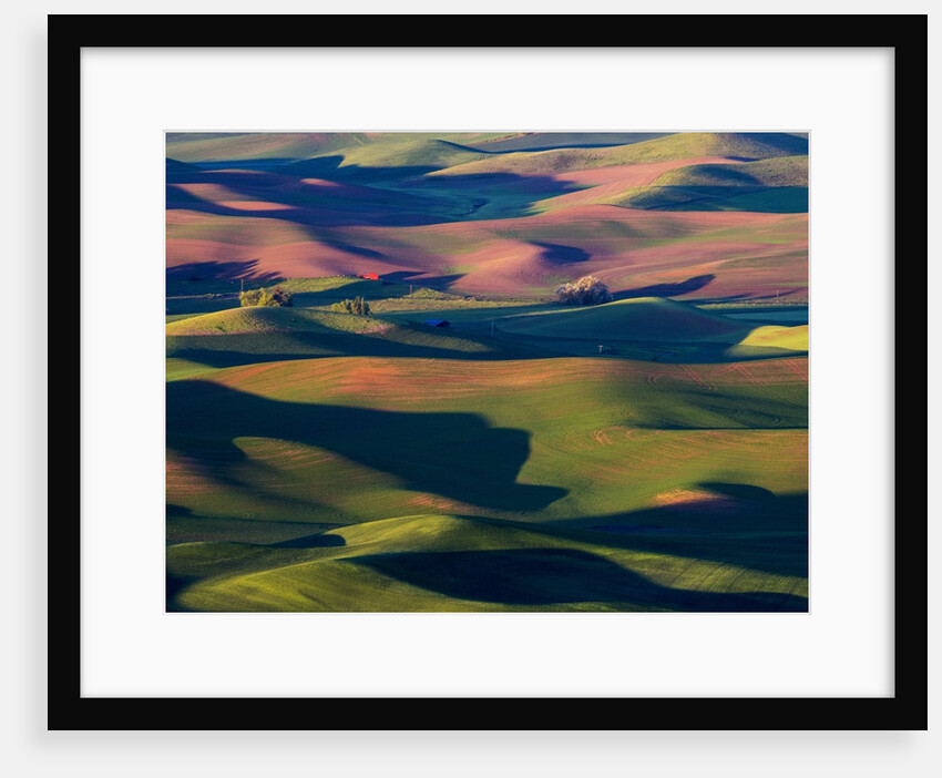 Rolling Green Hills of Spring Wheat by Anonymous