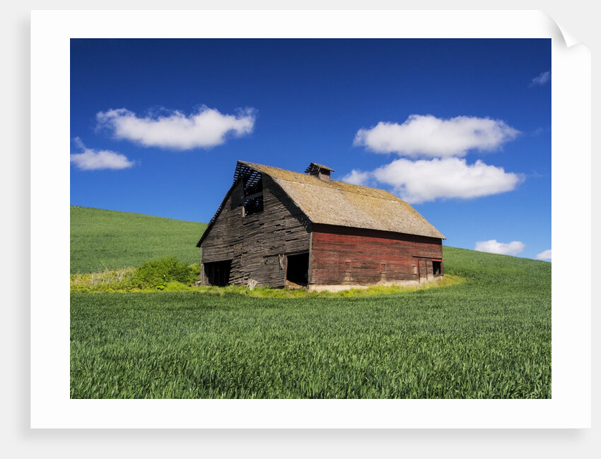 Old Red Barn in a Field of Spring Wheat by Anonymous