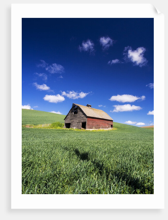 Old Red Barn in a Field of Spring Wheat by Anonymous