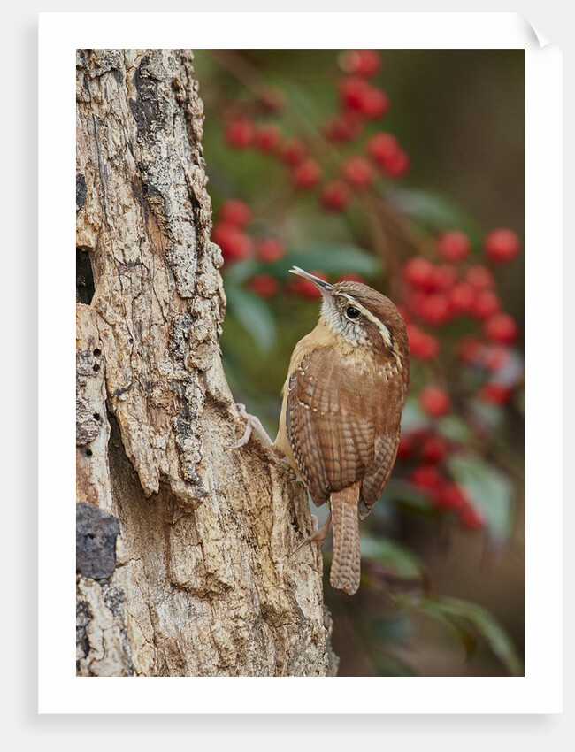 Carolina Wren by Anonymous
