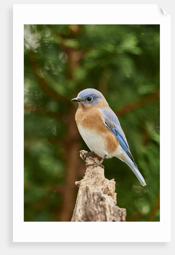 Eastern Bluebird by Anonymous