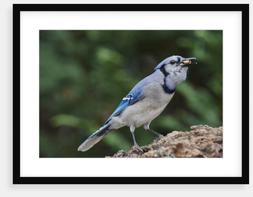 Blue Jay by Anonymous