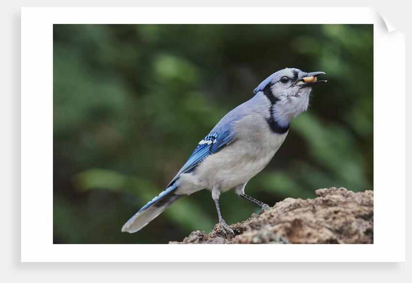 Blue Jay by Anonymous