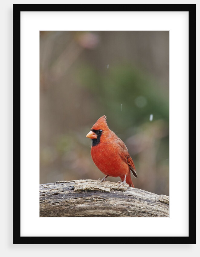 Nothern Cardinal by Anonymous