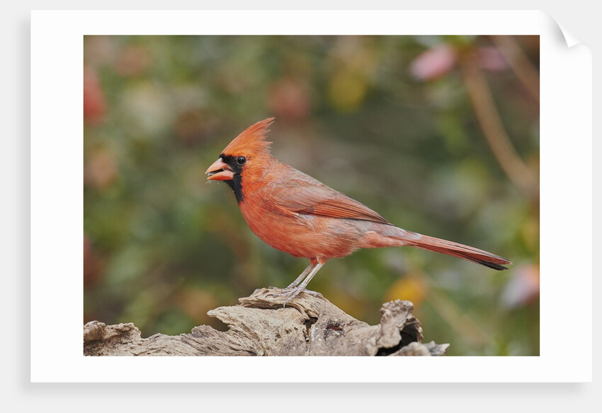 Nothern Cardinal by Anonymous