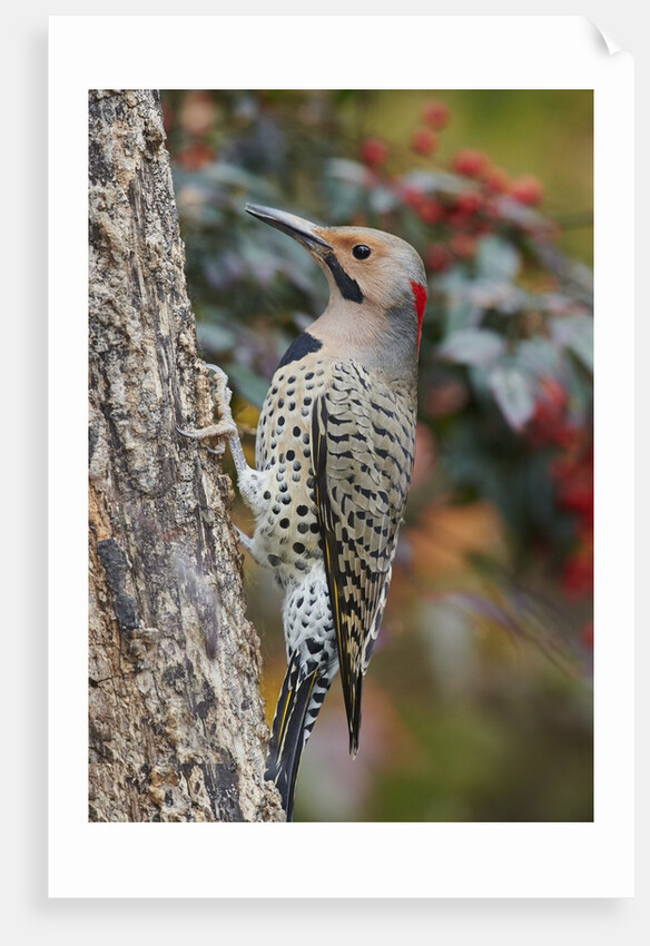 Northern Flicker by Anonymous