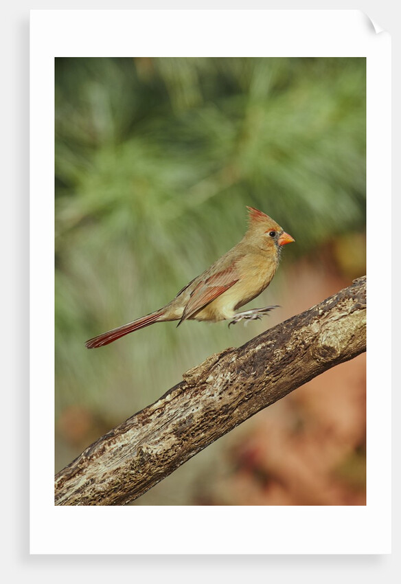 Northern Cardinal by Anonymous