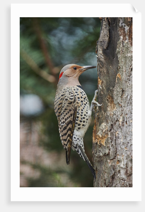 Flicker by Anonymous