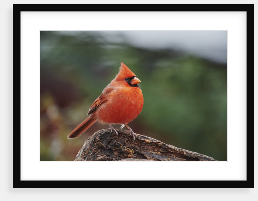 Nothern Cardinal by Anonymous
