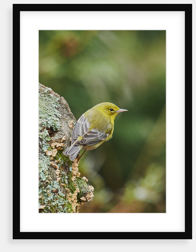 Pine Warbler by Anonymous