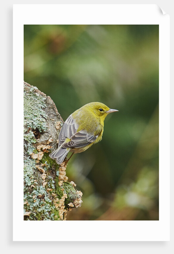 Pine Warbler by Anonymous