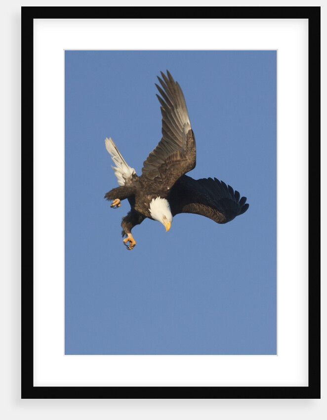 Bald Eagle dives with talons out by Anonymous
