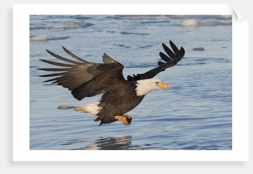 Bald Eagle fishing by Anonymous