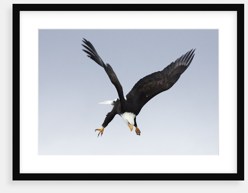 Bald Eagle dives with talons out by Anonymous