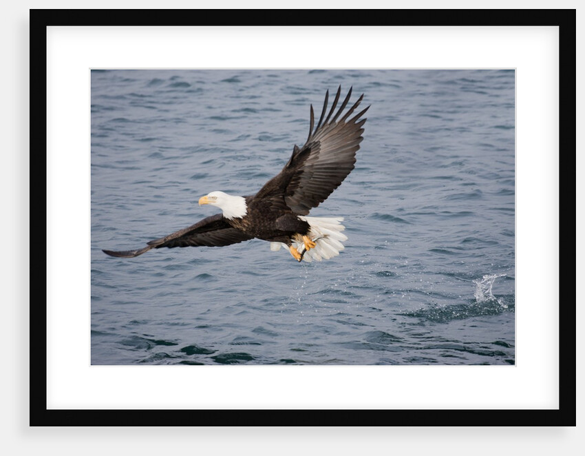 Bald Eagle catchs a fish in it's talons by Anonymous