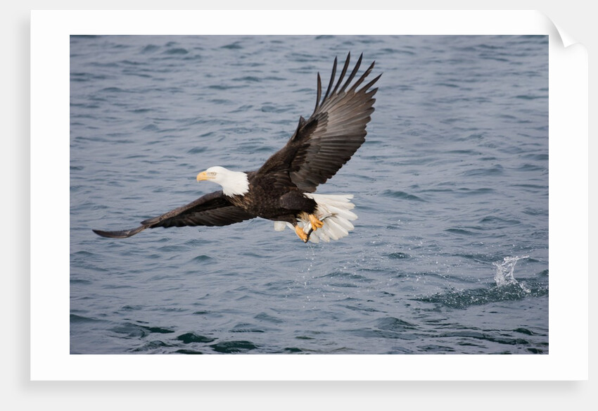 Bald Eagle catchs a fish in it's talons by Anonymous