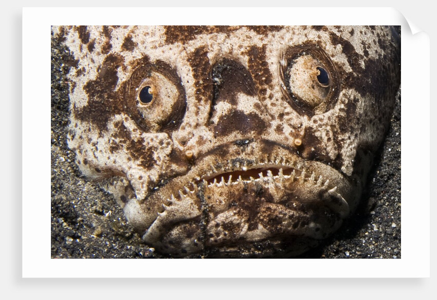 Whitemargin Stargazer buried in sand in ambush by Anonymous