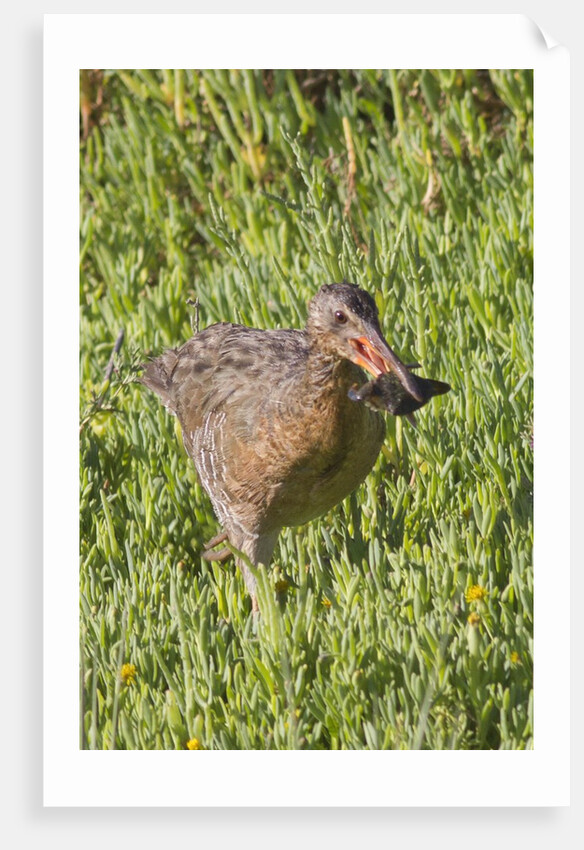 Clapper Rail with crab in it's bill by Anonymous