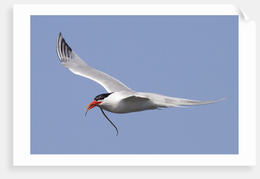 Elegant Tern flies with pipefish in it's bill by Anonymous