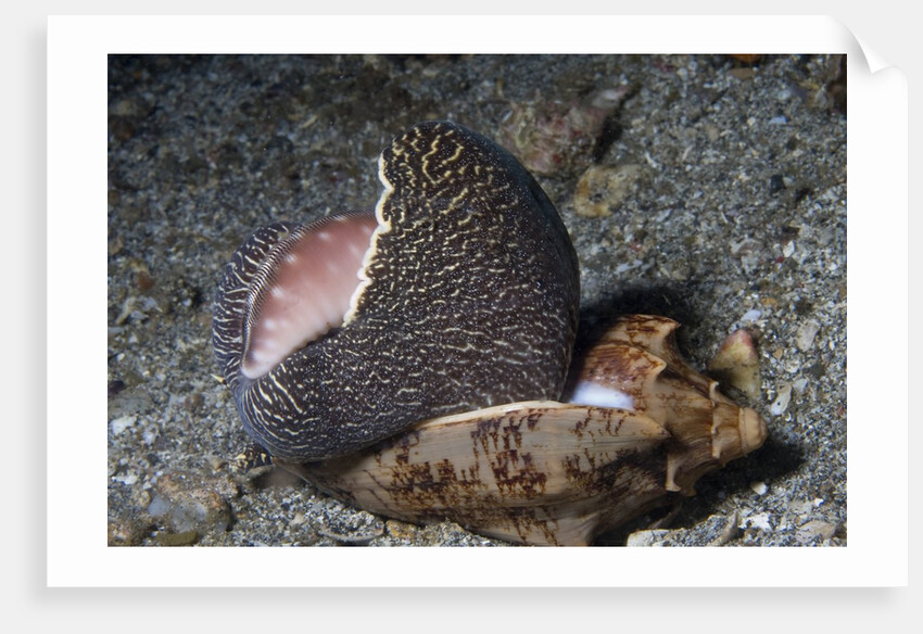 Bat Volute eatoing a Cowrie by Anonymous