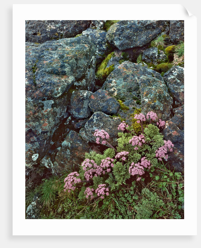 Pink lomatium flowers and lichen covered rocks by Anonymous