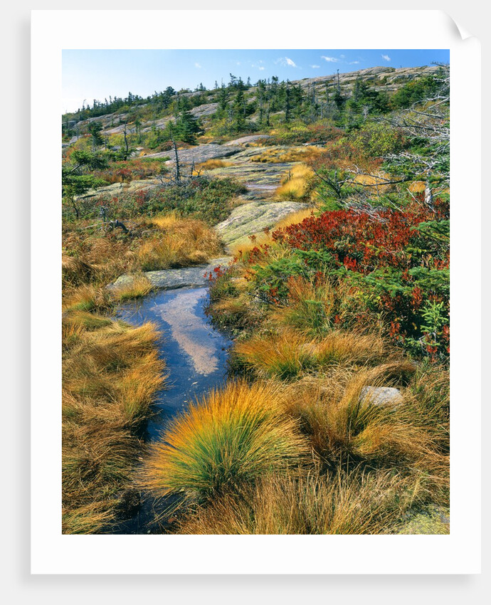 Autumn colors on Cadillac Mountain by Anonymous
