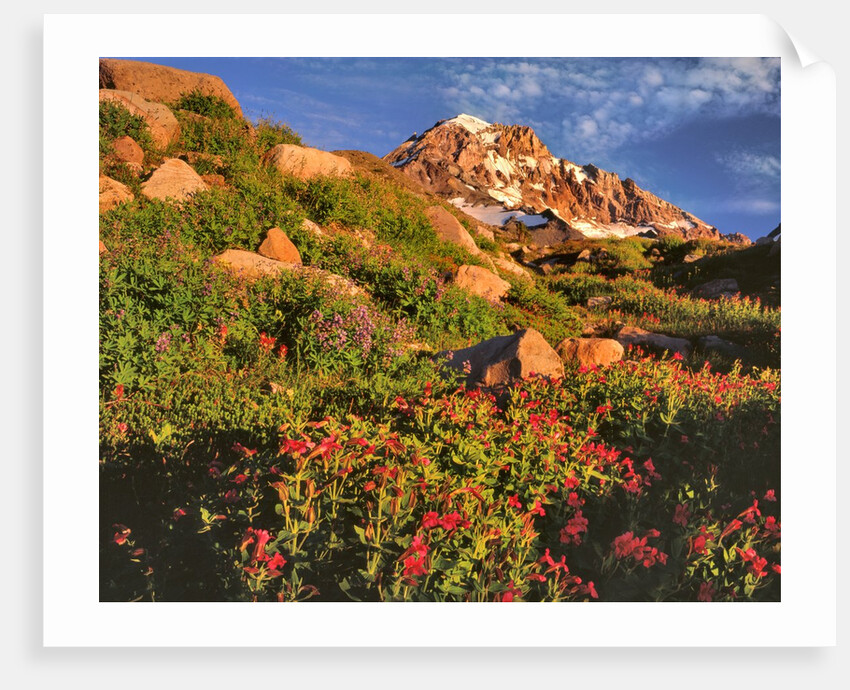Pink monkeyflowers below Mt. Hood by Anonymous