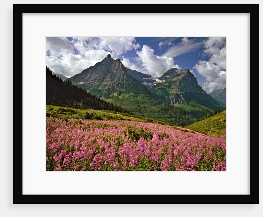 Fireweed blooms in Glacier National Park by Anonymous