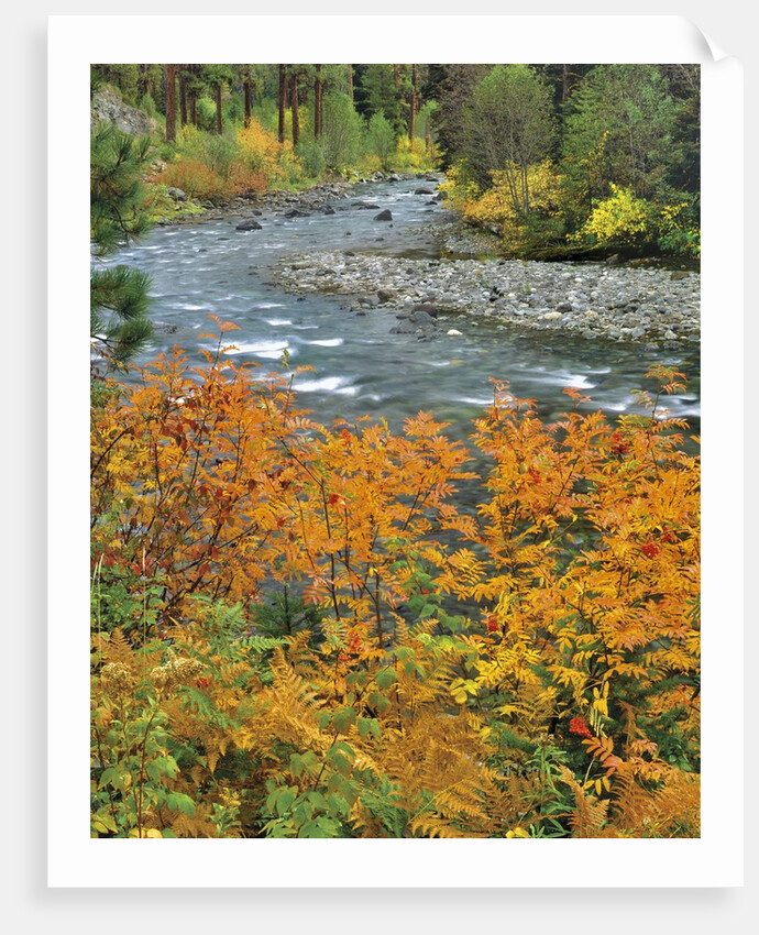 Autumn color along Imnaha River by Anonymous
