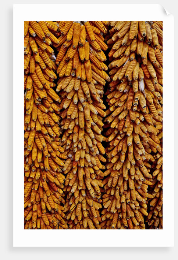 Drying Corn by Anonymous
